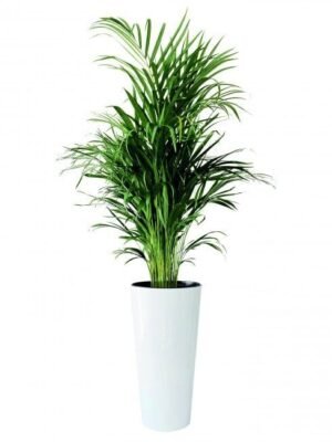 Pothos (Epipremnum aureum)