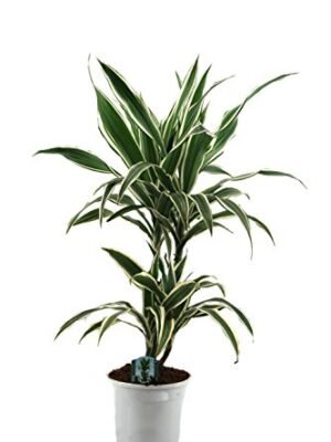 Dracaena 'Lemon Lime'
