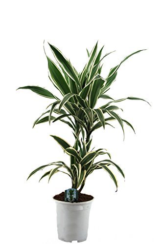 Dracaena 'Lemon Lime'