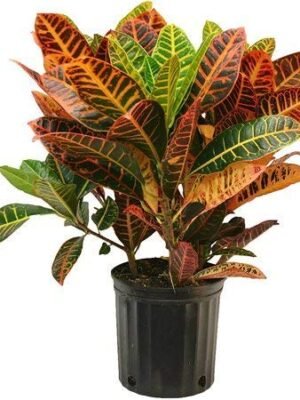 Croton 'Petra'