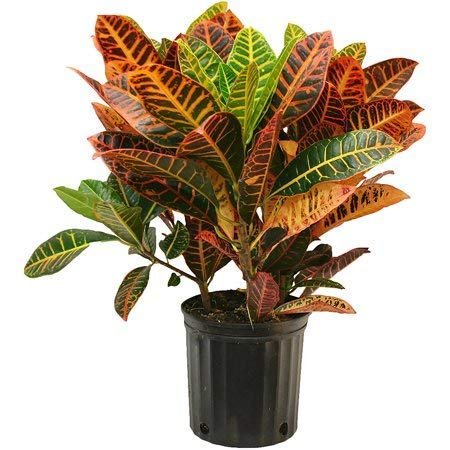Croton 'Petra'