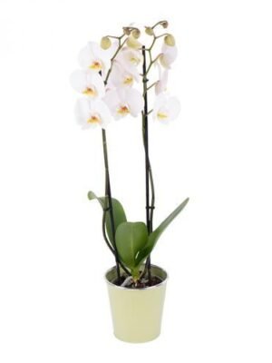 Orchidée Phalaenopsis