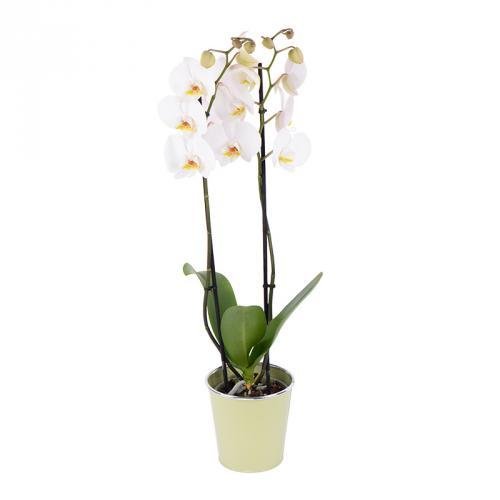 Orchidée Phalaenopsis