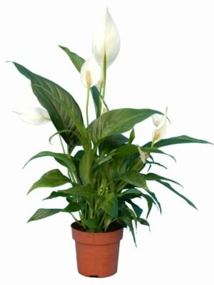 Spathiphyllum