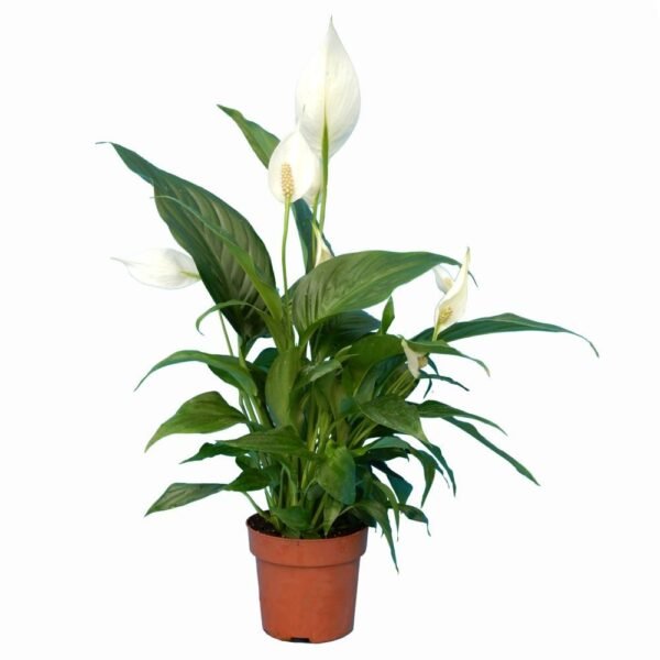 Spathiphyllum