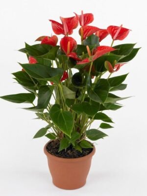 Anthurium