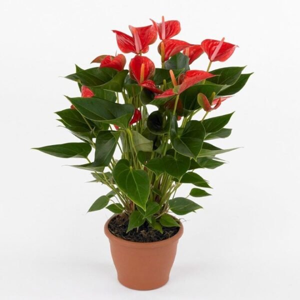 Anthurium