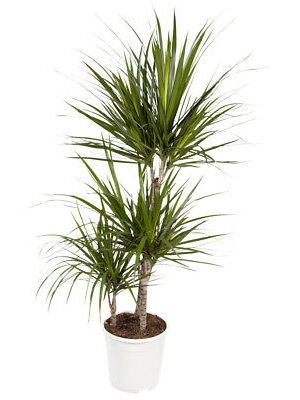 Dracaena marginata