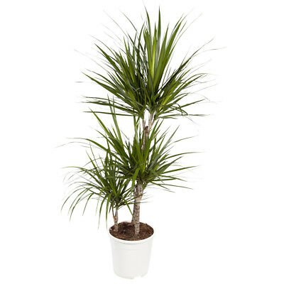 Dracaena marginata