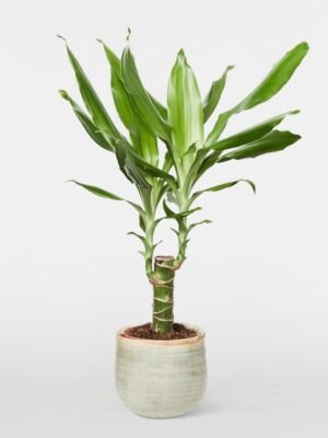 Dracaena fragrans