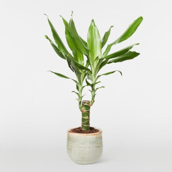 Dracaena fragrans