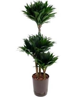 Succulente Variété