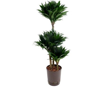 Succulente Variété