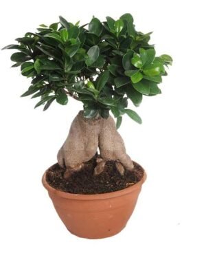 Ficus benjamina