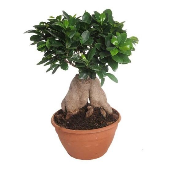 Ficus benjamina