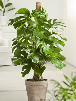 Philodendron
