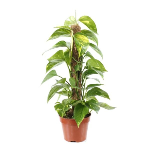 Pothos Doré